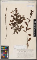 Foto von Salix aurita L.